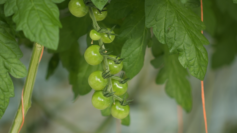 Tomatoes grown in the UK